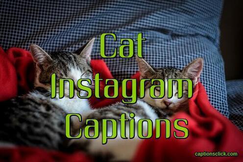 110+Captions For Cat Pictures-Funny Cute Kitten Captions & Quotes - Captions  Click