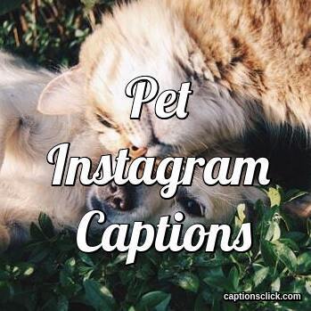 100+Pet Captions For Instagram Post And Pictures & Quotes - Captions Click