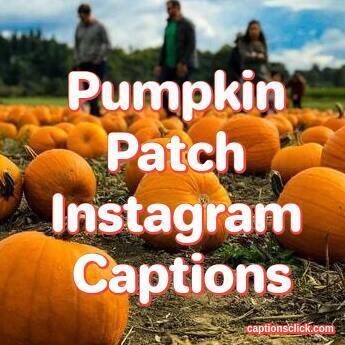 100+Pumpkin Patch Captions For Instagram