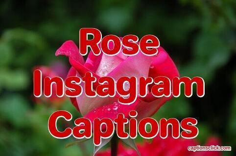 Rose Captions For Instagram