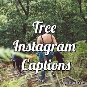 TREE CAPTIONS For Instagram