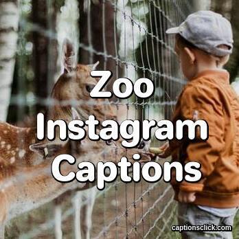 100+Best Zoo Captions For Instagram-Funny Picture Puns - Captions Click