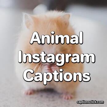Animal Captions